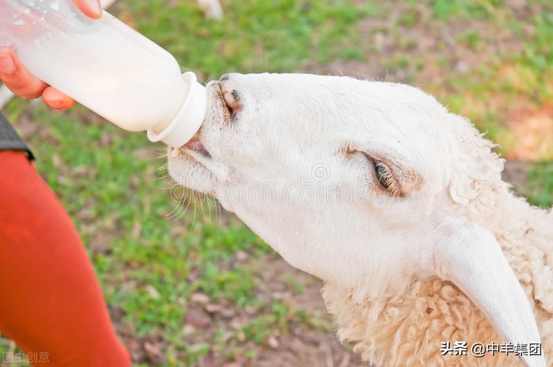 羊得了破伤风的症状及治疗方法,羊得破伤风症状表现有哪些