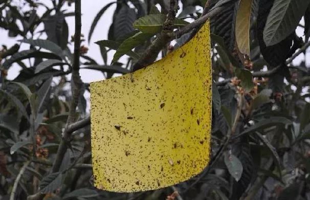 果树保花保果及病虫害防治用药,防治果树病虫害什么时候打药最好