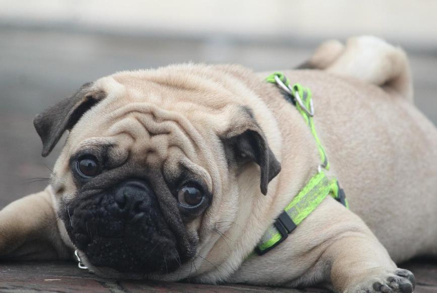 如何养好巴哥狗,养好巴哥