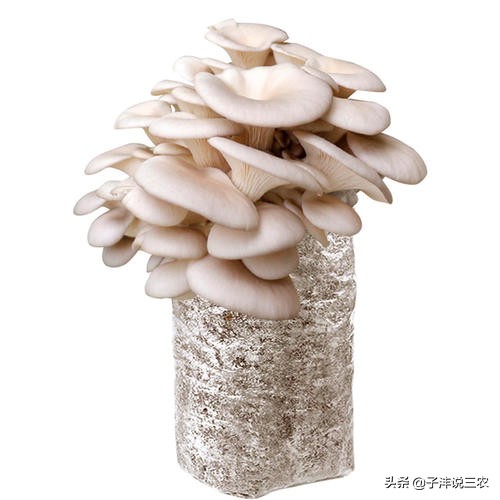 平菇怎样种植才能高产出,农民致富绝招蔬菜