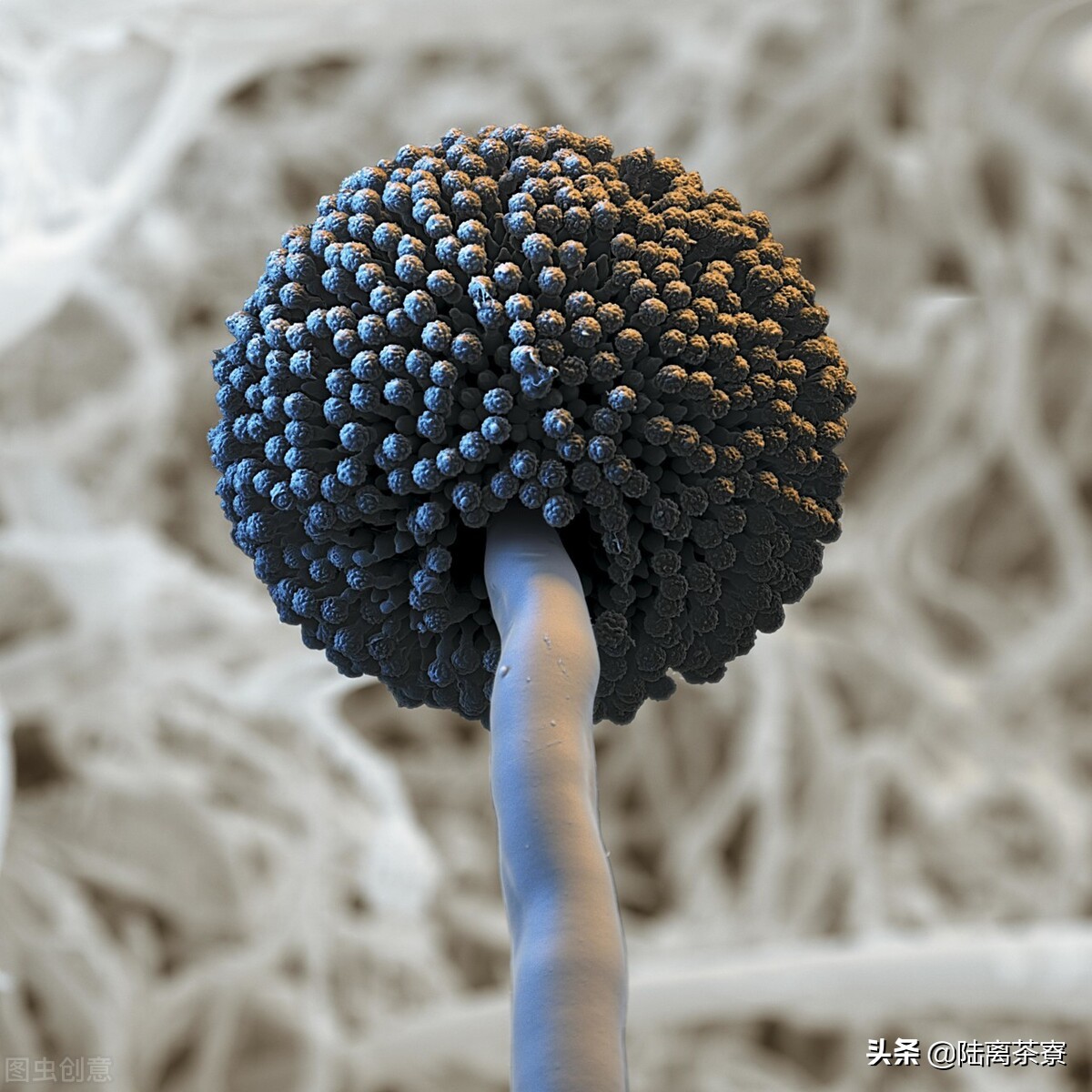 普洱茶熟茶检查出好多细菌,变质的普洱熟茶喝了会怎样