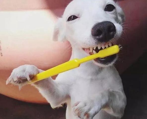 狗狗为什么胖不起来,狗狗长胖不长高咋办