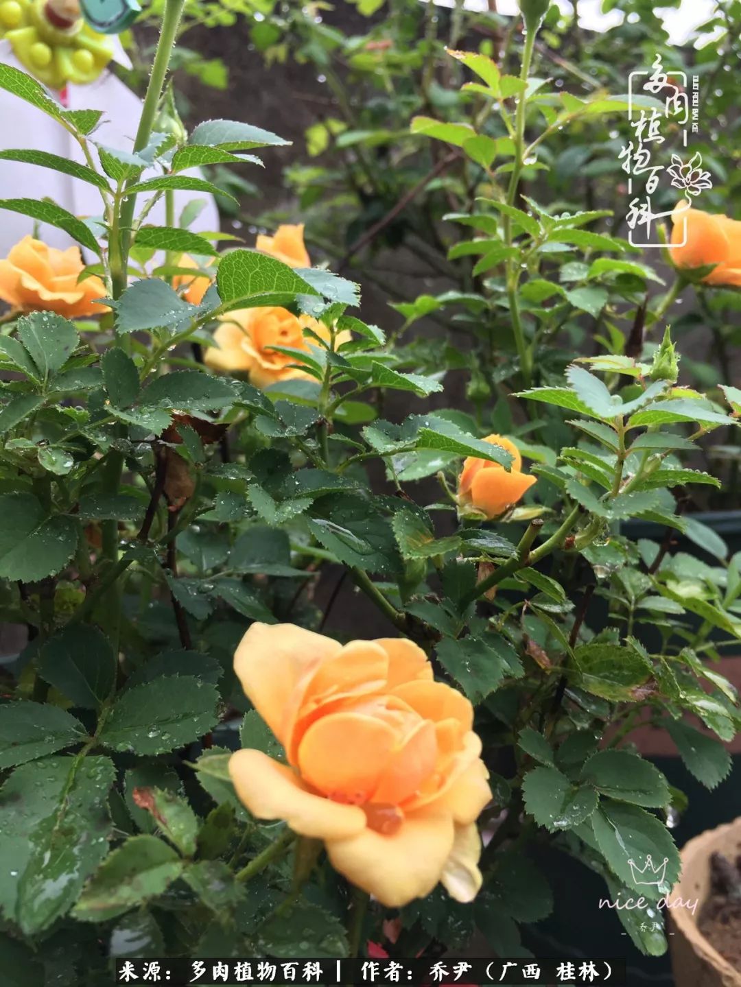 听到秋天的声音,听到了秋天的声音