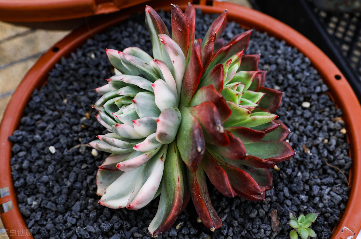 多肉植物有什么症状和注意事项,多肉植物的几种常见病