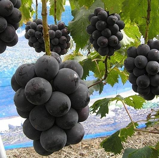 日本四季水果有哪些,日本新鲜应季水果