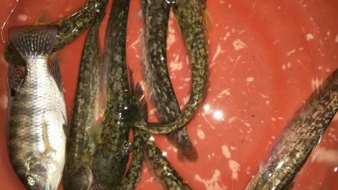 怎么钓鲶鱼有蚯蚓,如何垂钓黑坑鲶鱼