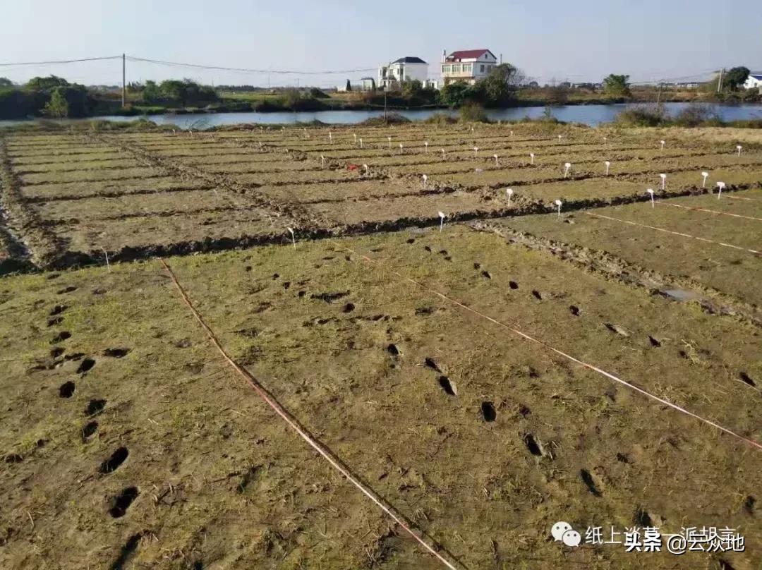 防除稗草,抗性稗草与普通稗草区别