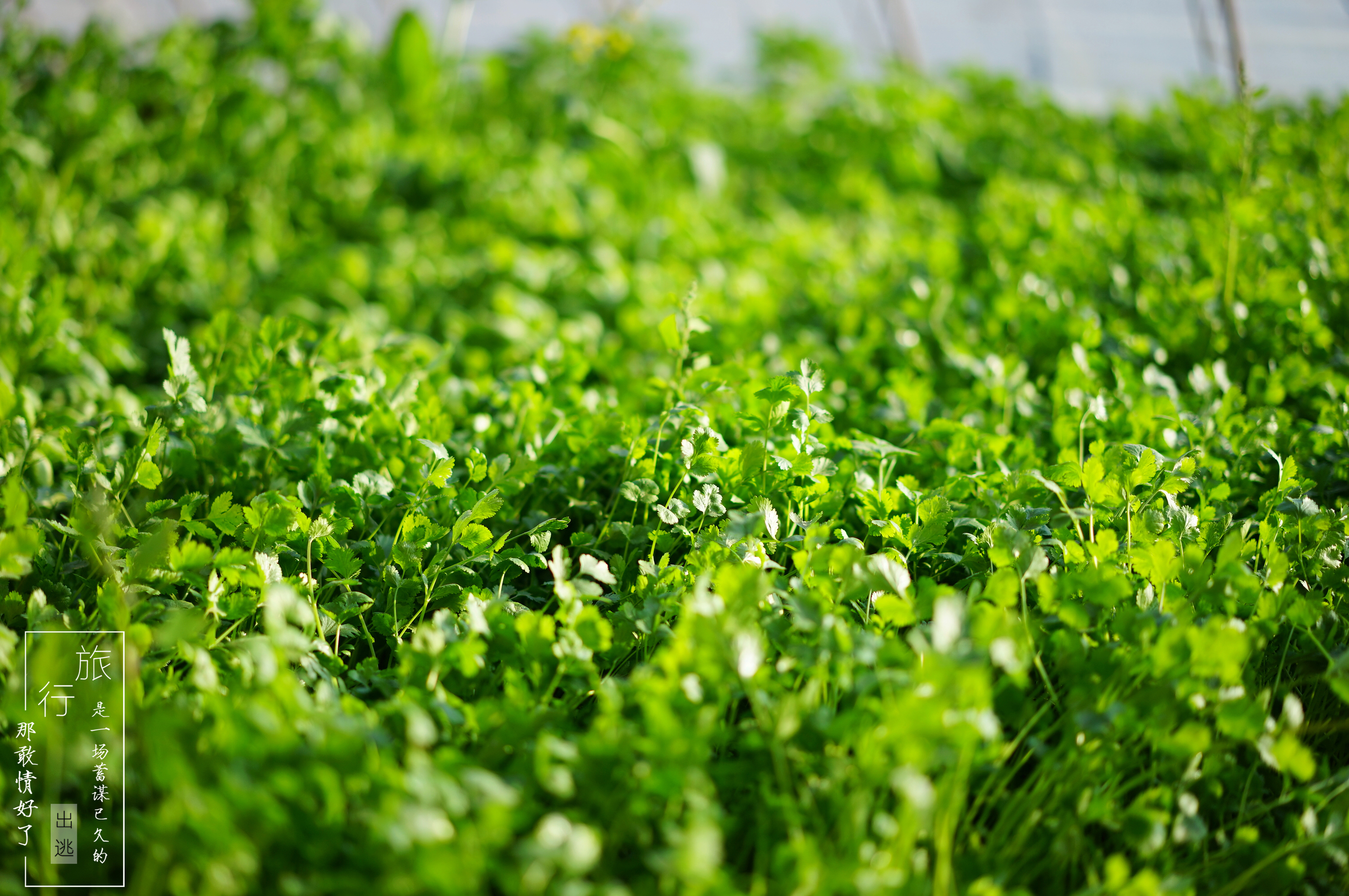 不爱吃榴莲是为什么,不喜欢吃榴莲的科学原因