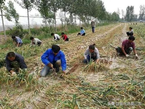 月收入过万的农民干什么好,在农村怎样才能月收入过万