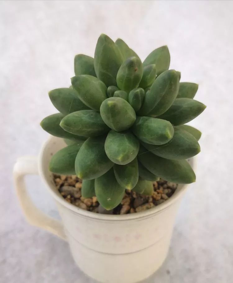 一花一叶一世界多肉,一花一世界多肉之美