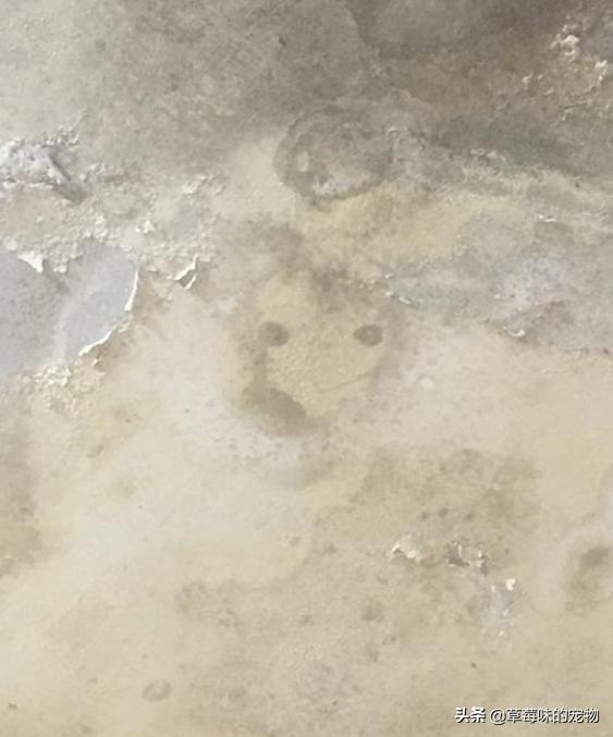 刺猬去世前兆,刺猬离世一年后