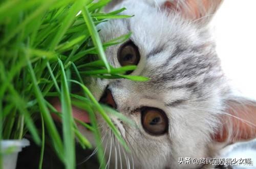 猫咪舔毛被主人抓,猫咪舔自己的毛的传言