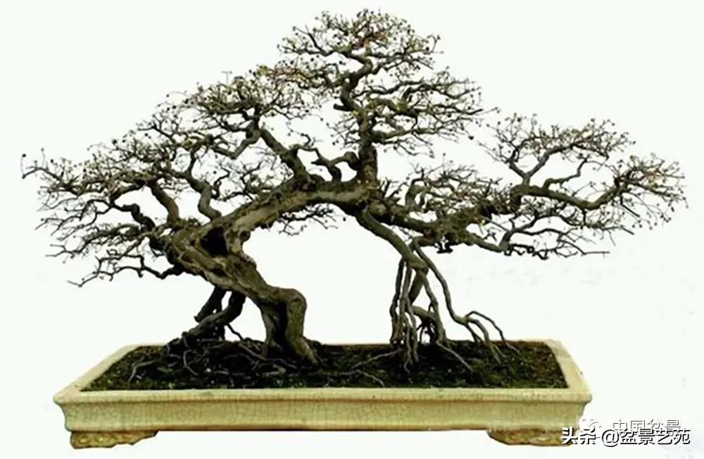 雀梅盆景艺术鉴赏图片,红芽雀梅盆景冬天怎么养护