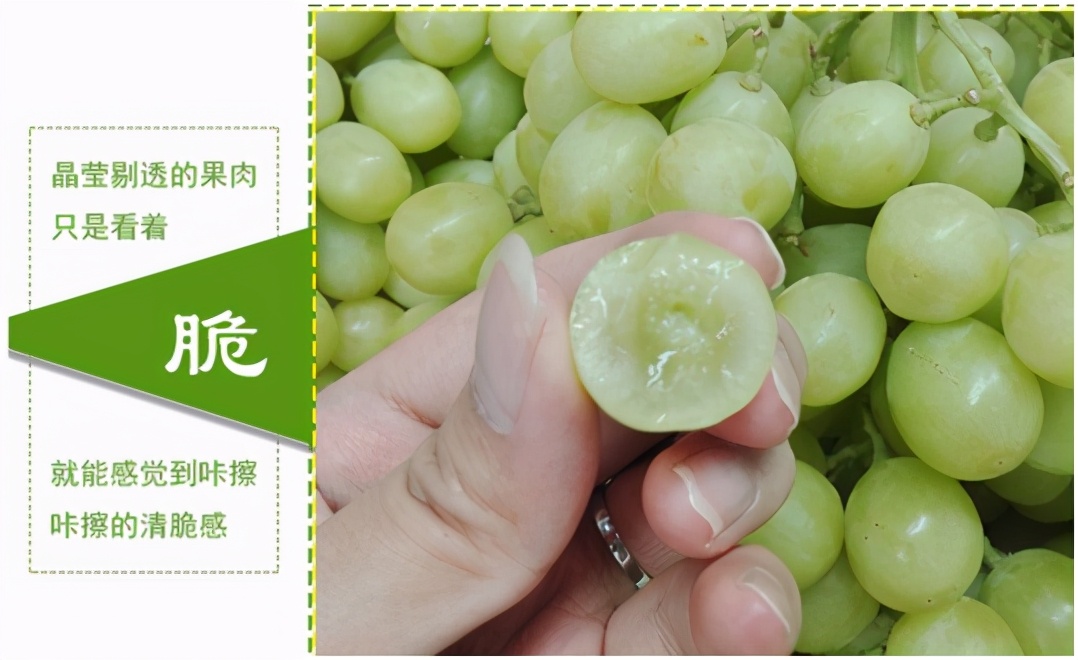 提子品种和介绍 (提子的品种都有哪些)