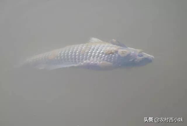 水产养殖水霉病怎么治疗最好,水霉病怎么预防