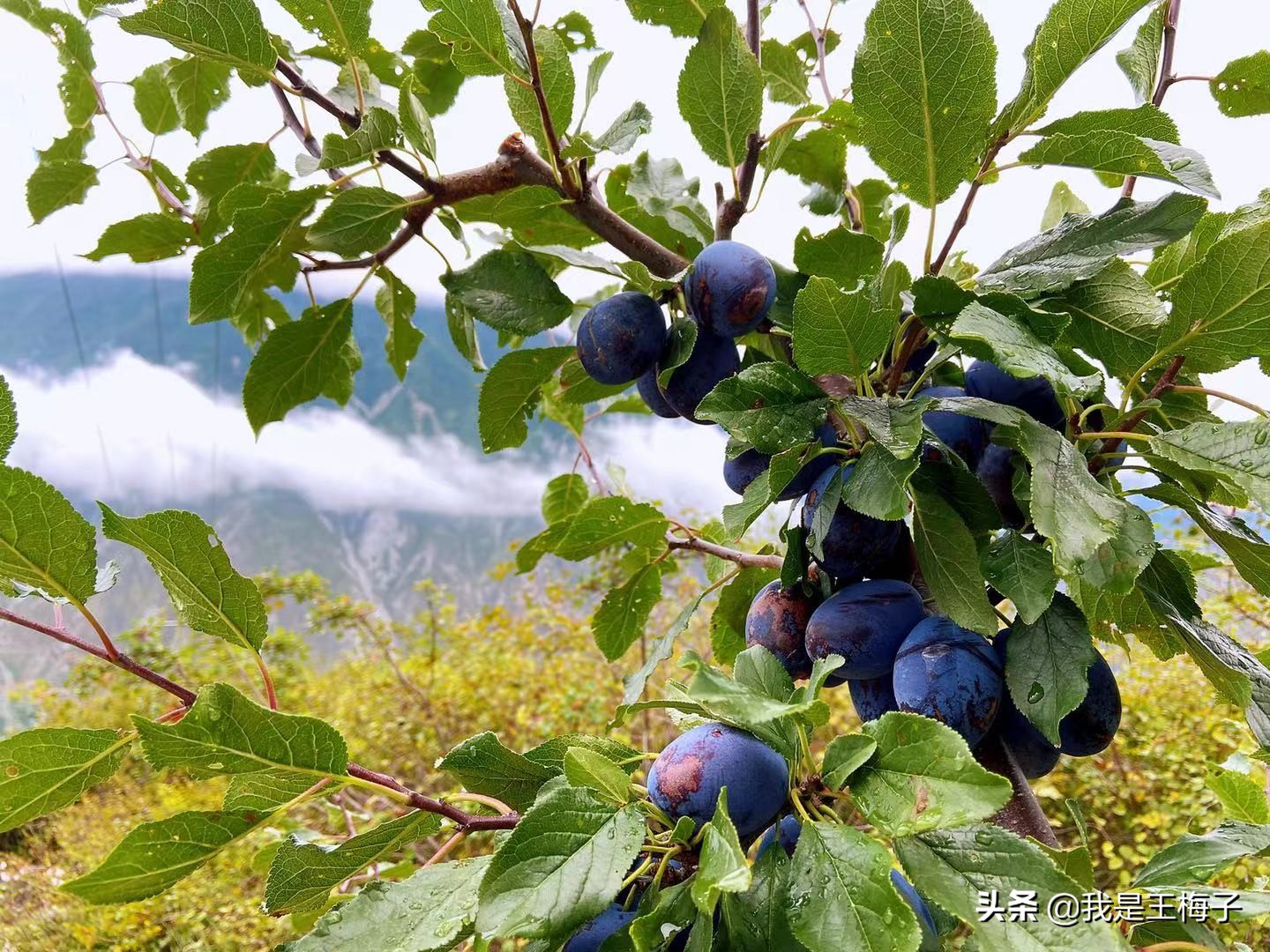 汶川农村西梅树砍了种玉米，10年后成高端水果，有人后悔的拍胸脯