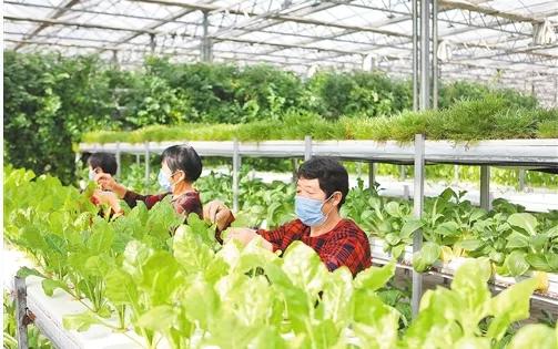 【高端媒体看邯郸】学习强国、河北新闻网、长城网报道鸡泽县辣椒产业