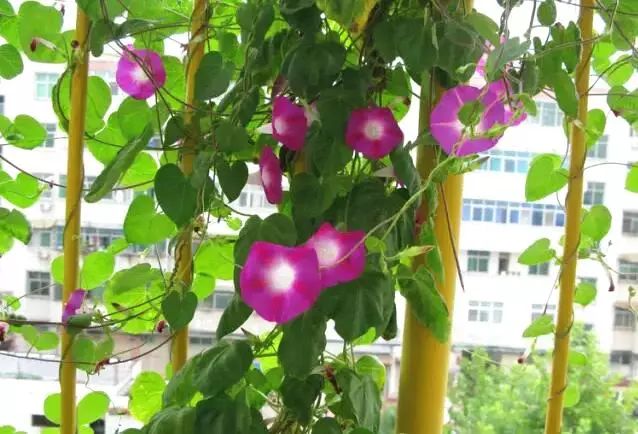 家里的花干枯影响风水吗,家里的花突然发黄发蔫风水