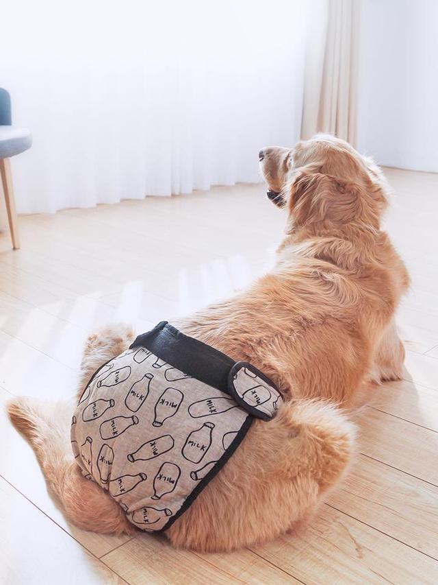 狗狗发情期不可忽视,做好控制,不让狗狗生病