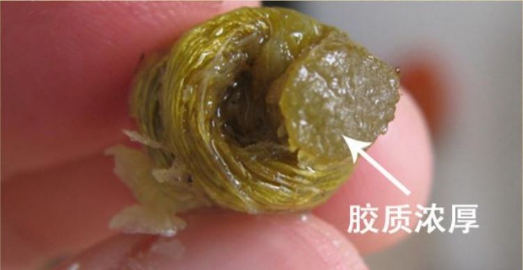 怎么样选好的石斛,什么品牌的石斛最好