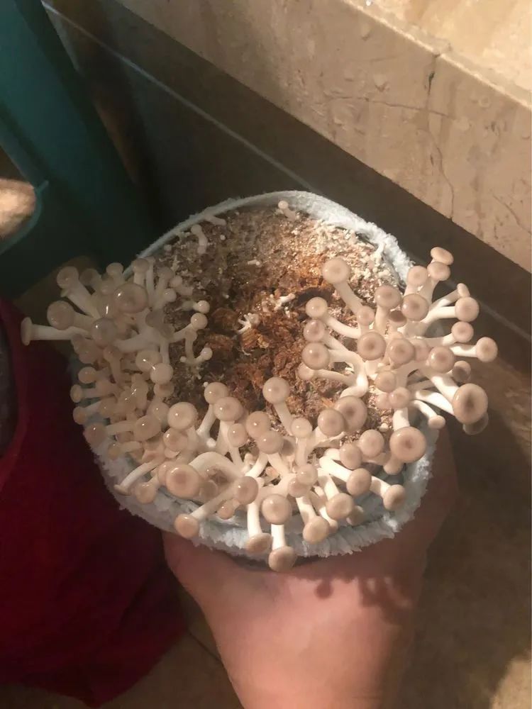 从种植到生长,从播种到收获慢慢来