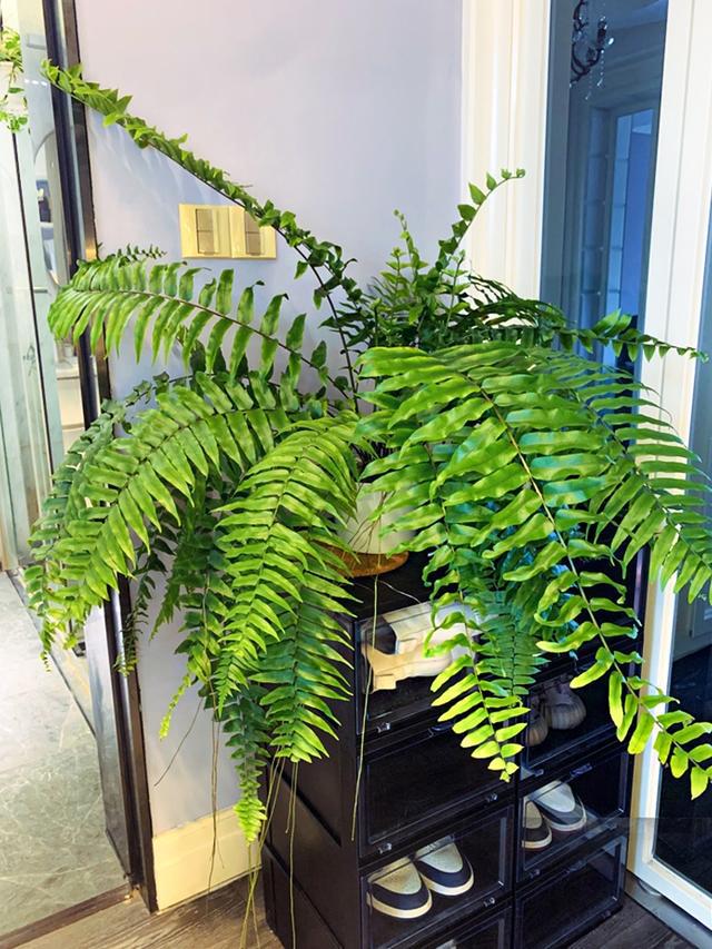 最耐阴不需要阳光的植物室外,喜阴怕阳光非常好养的盆栽大全