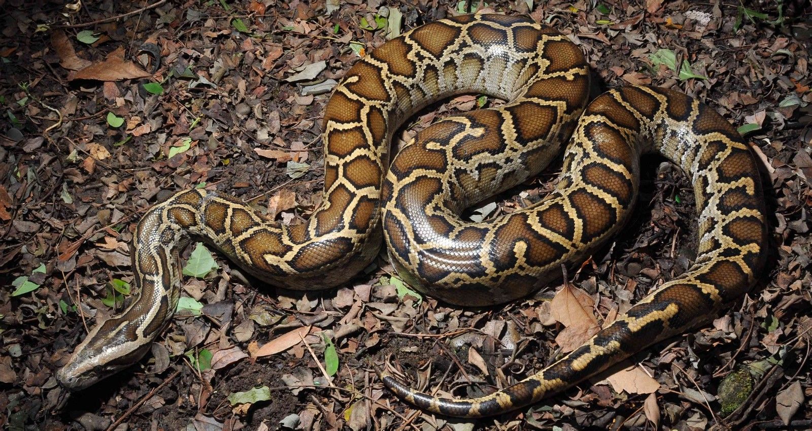 13公斤巨蟒闯入农家生吞活山羊,云南巨蟒吞了三只羊