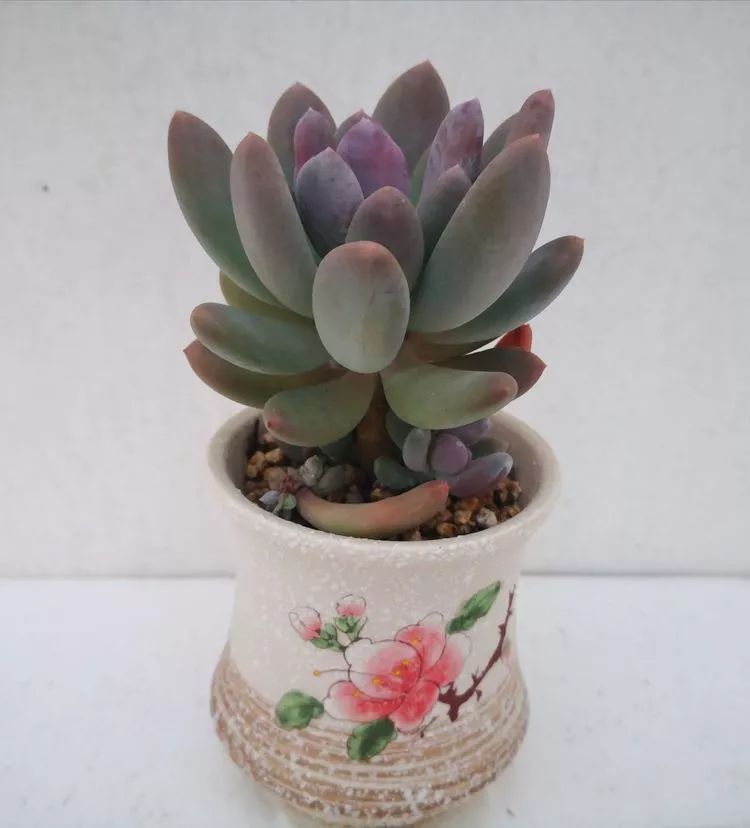 最美的20种多肉,15种最美的多肉