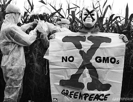 怎么区分转基因玉米 (转基因玉米和非转基因玉米的区别)