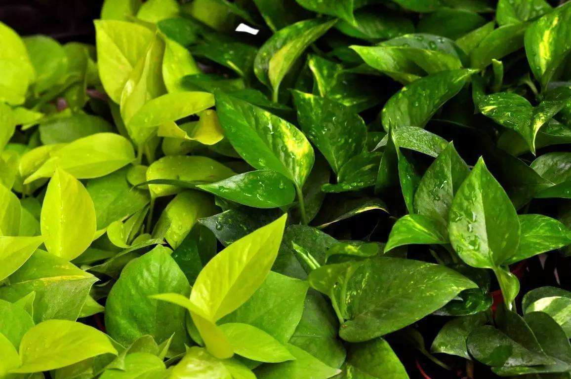 黄叶怎么消除最快,防止花黄叶方法