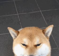 狗狗腹泻的4个预防方法是什么,狗狗腹泻便不成形状