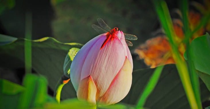 美丽的蜻蜓诗句,描写蜻蜓的诗句古诗大全