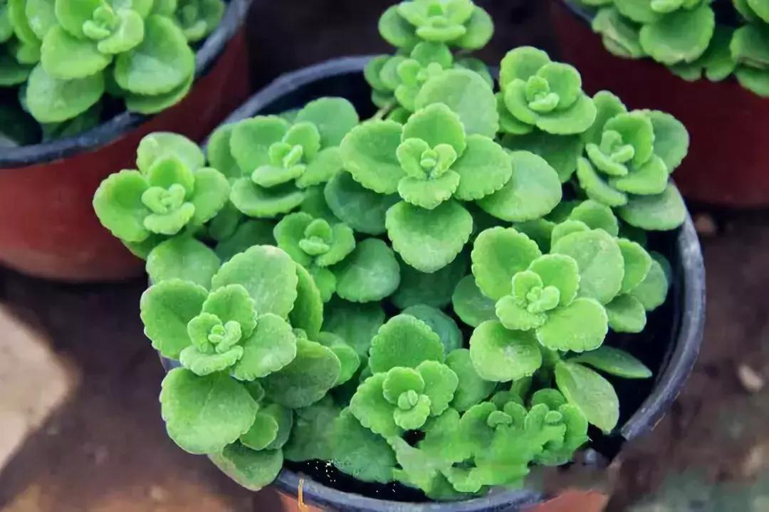 什么花吸甲醛油烟,能吸甲醛油烟的20种植物家家必养