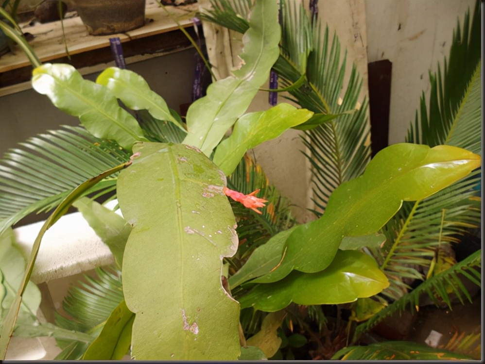 22种花耐旱耐热,天冷种花要注意什么