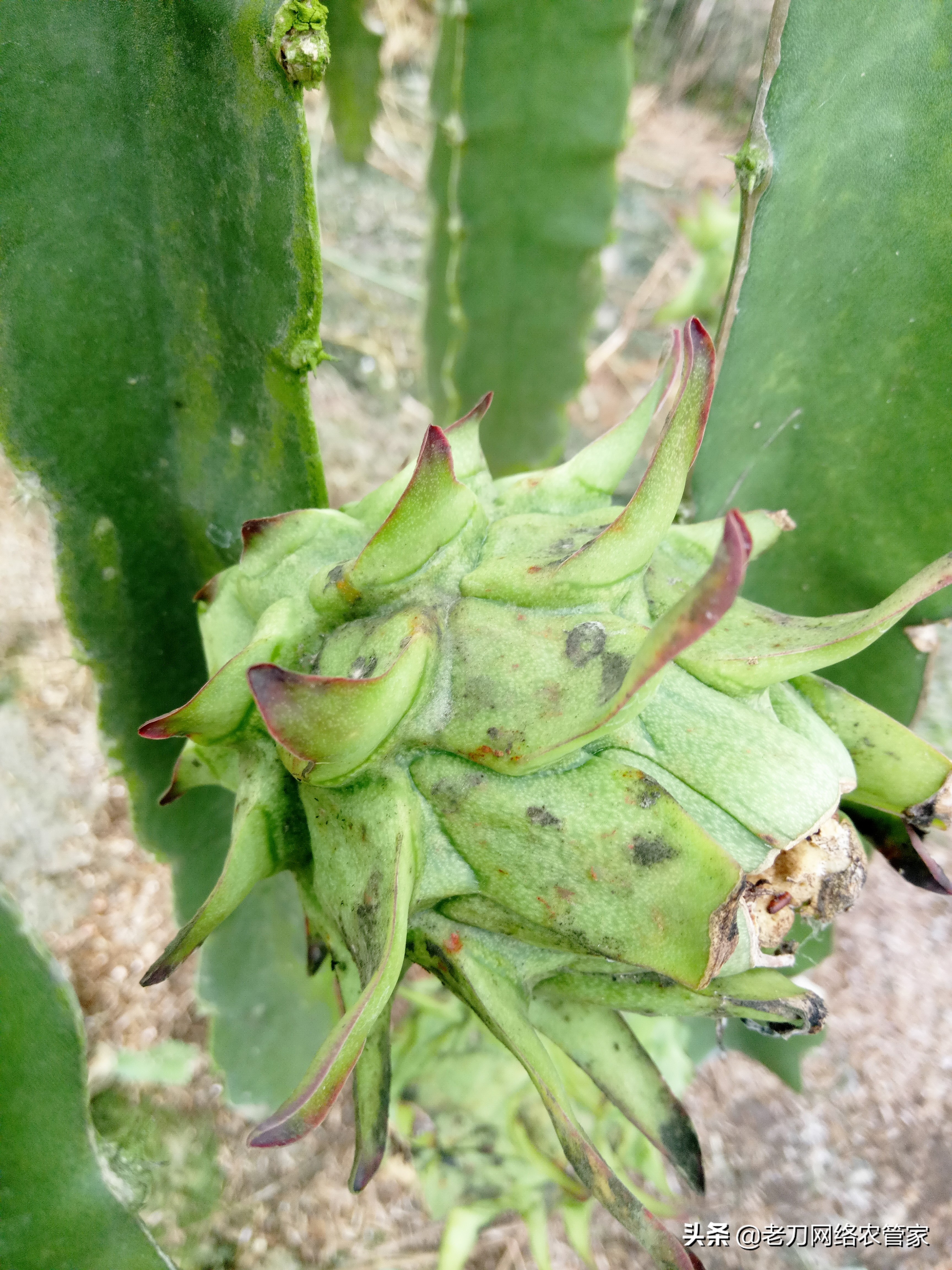 火龙果煤污病,火龙果炭疽病枝条要立即清除吗