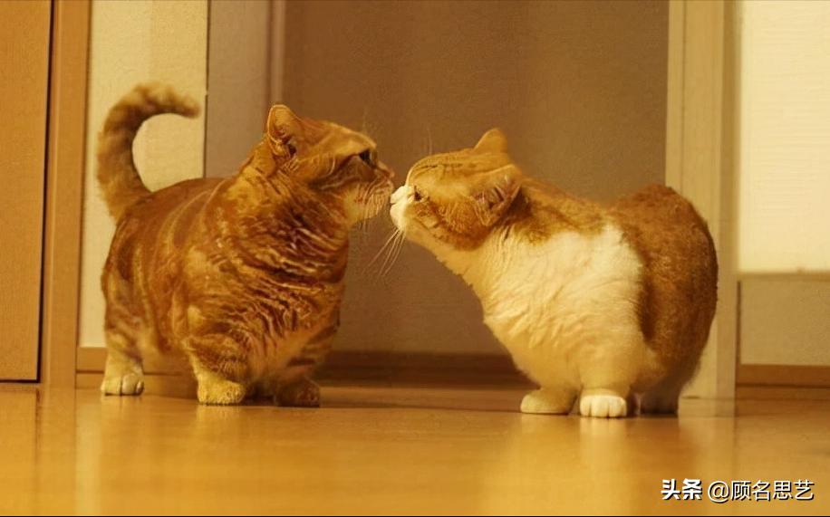 猫咪吃猫粮拉稀,猫咪吃猫粮拉稀怎么办