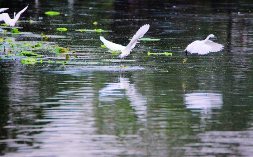 常德，那些惊艳夏日的荷花