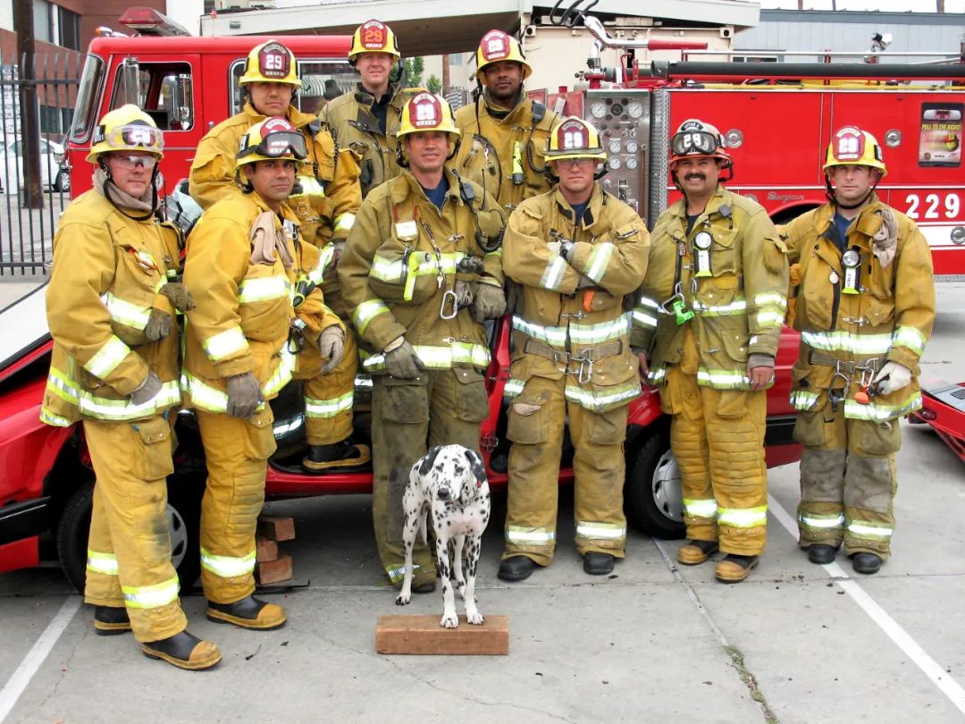 消防犬斑点狗技能,美国消防犬斑点狗