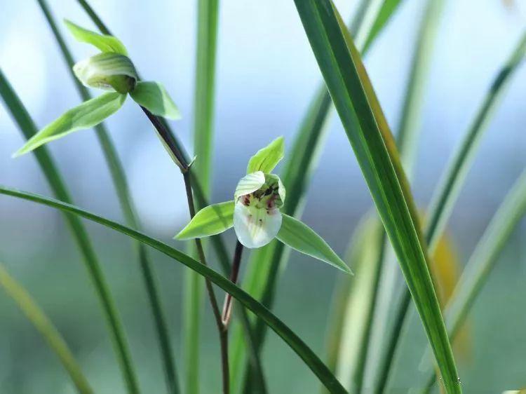 精品玉兰的品种及图片,国兰花朵不艳丽但香气清雅