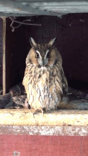 冰雪奇缘的美丽瞬间,冰雪奇缘照进现实