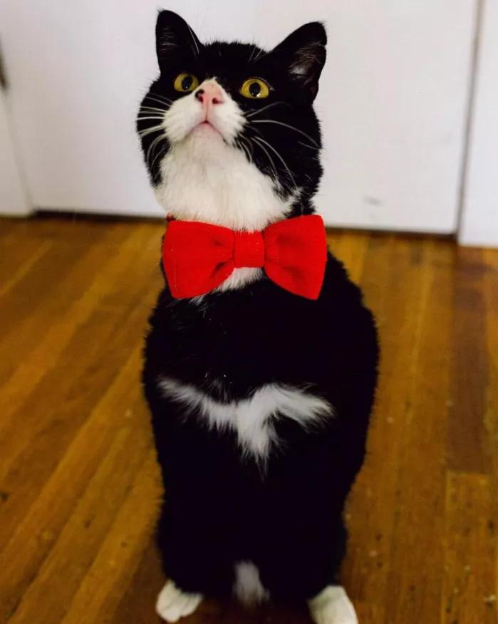 无法领养残疾猫,有些流浪猫不适合领养