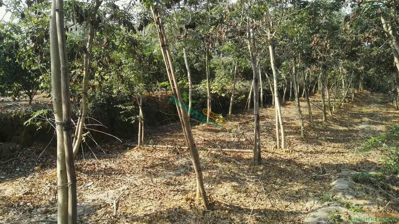 名贵木材高档家具黄花梨,黄花梨生长环境及温度