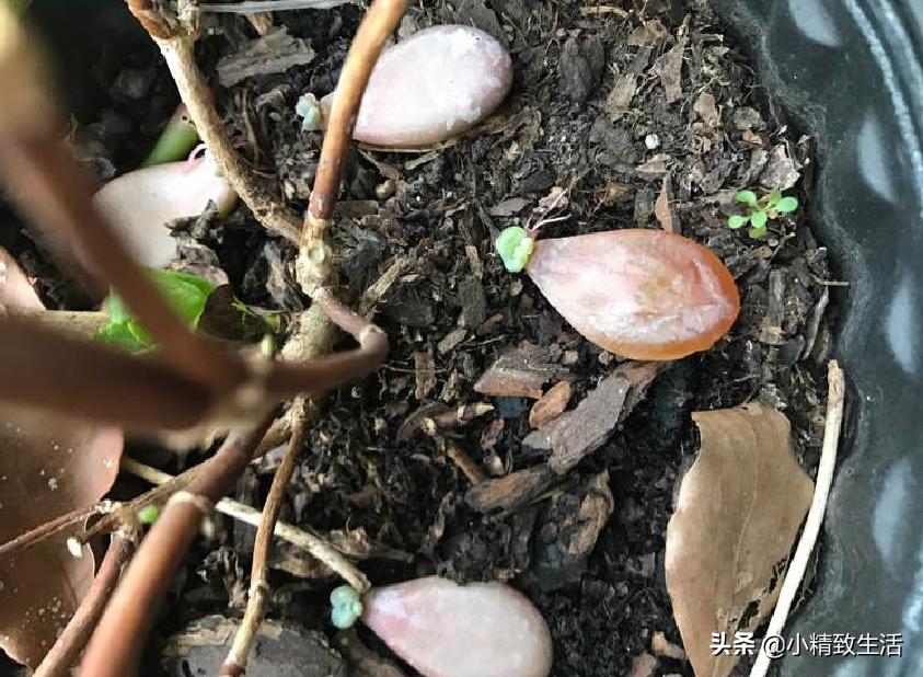 叶插多肉生根发芽后，要注意3个方面，不然可能会“消失”