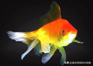 草缸养金鱼注意事项,养金鱼的注意事项和方法