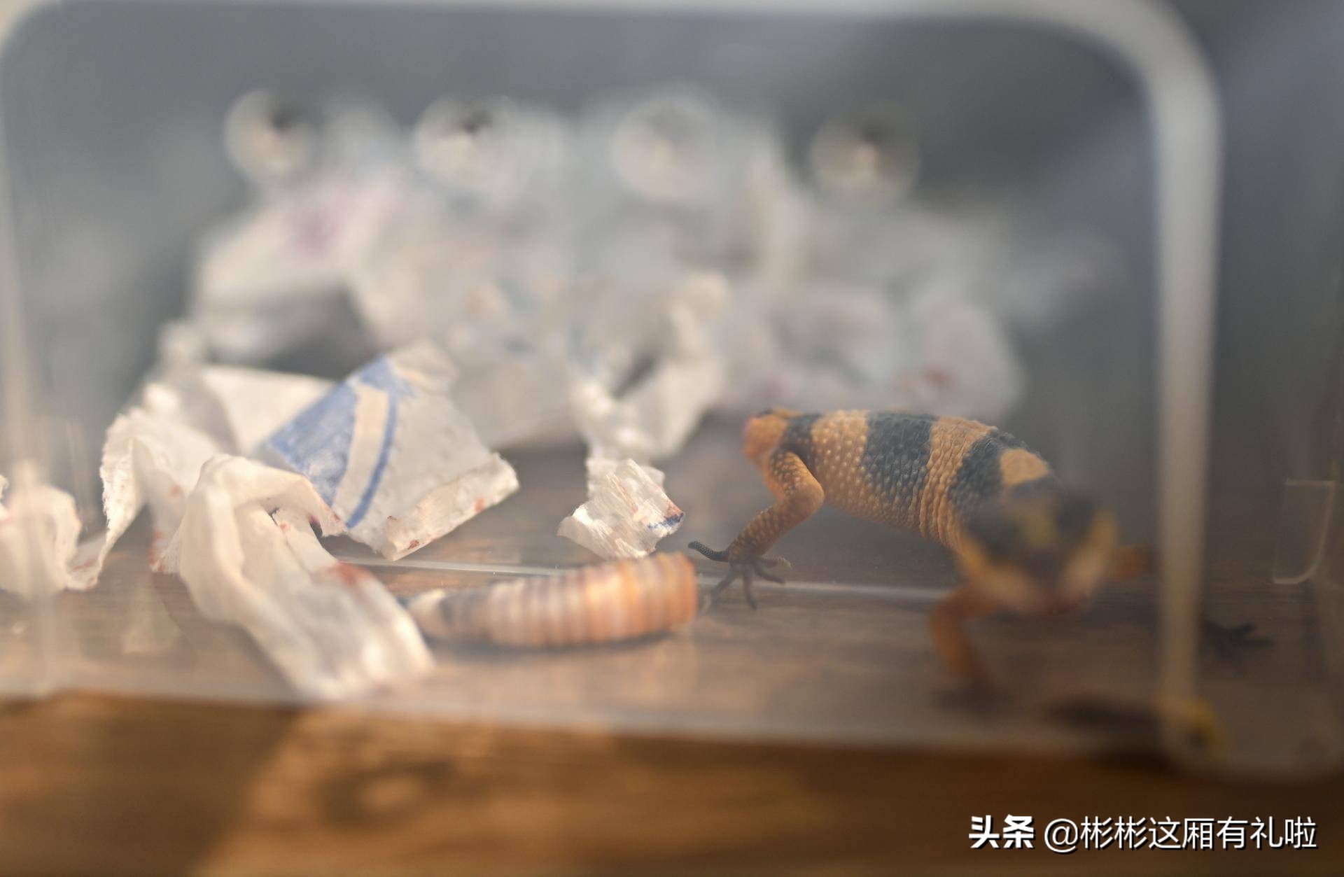 守宫新手养一只还是两只,守宫小白怎么养