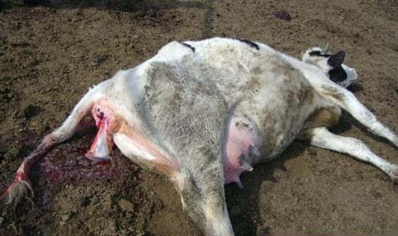 奶牛生完小牛掉胯怎么办,奶牛产完牛犊奶不多怎么回事