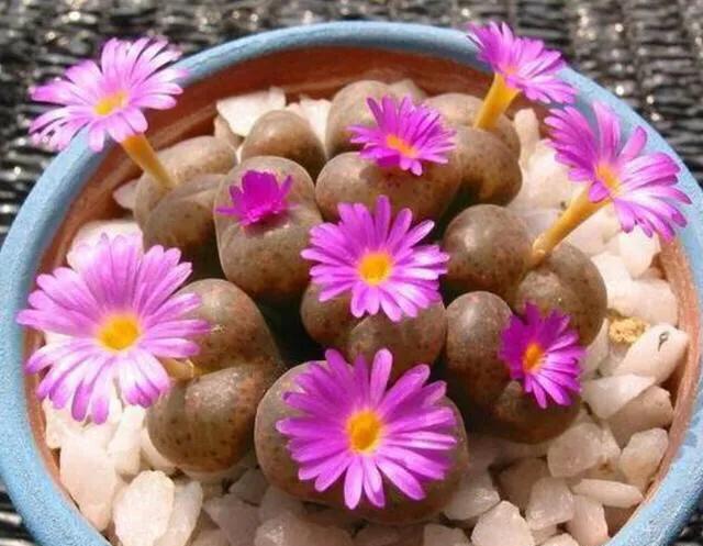 多肉生石花好看视频,多肉生石花开图