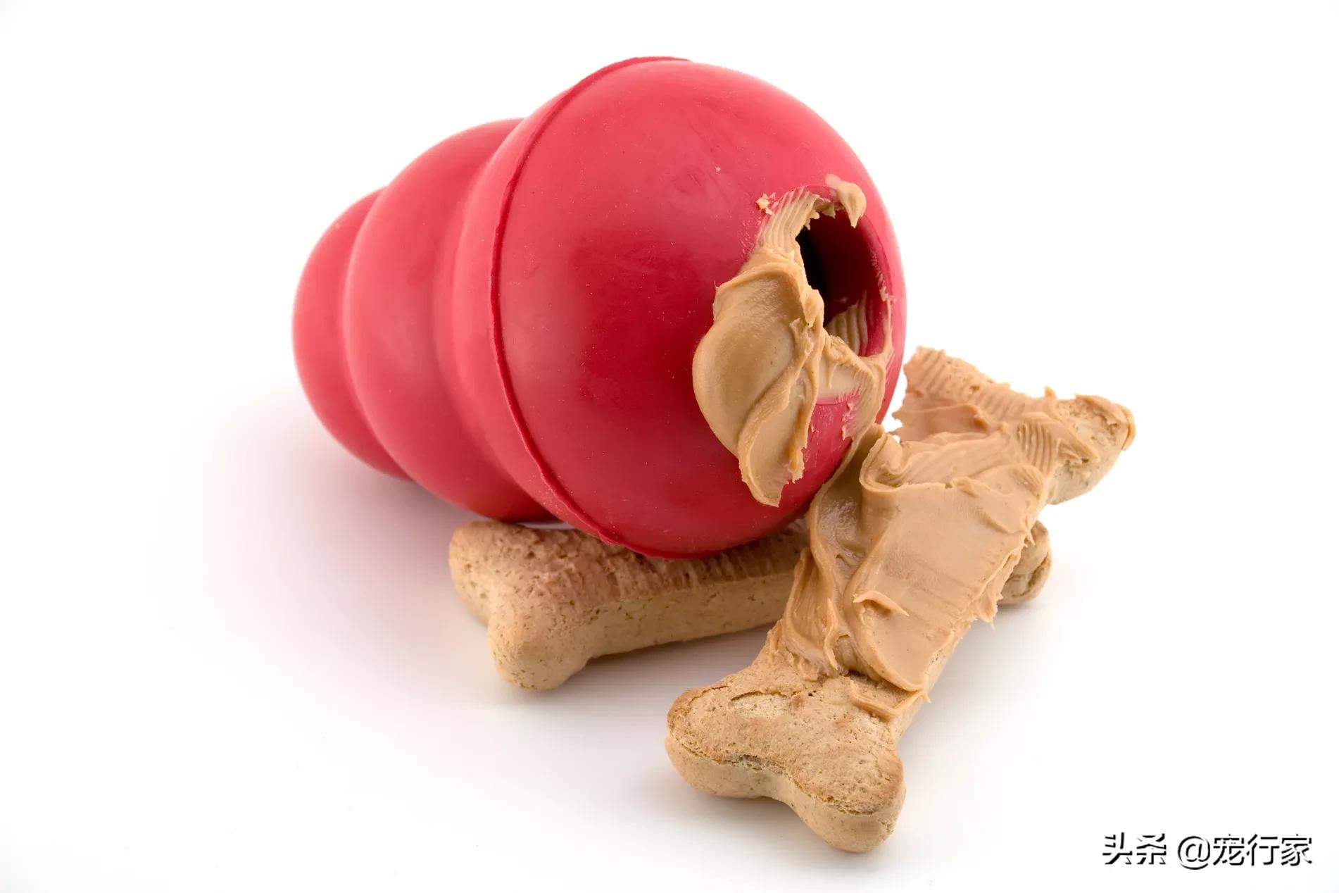 疫情期间多地禁止遛狗！狗在家不上厕所怎么办？无聊拆家怎么办？