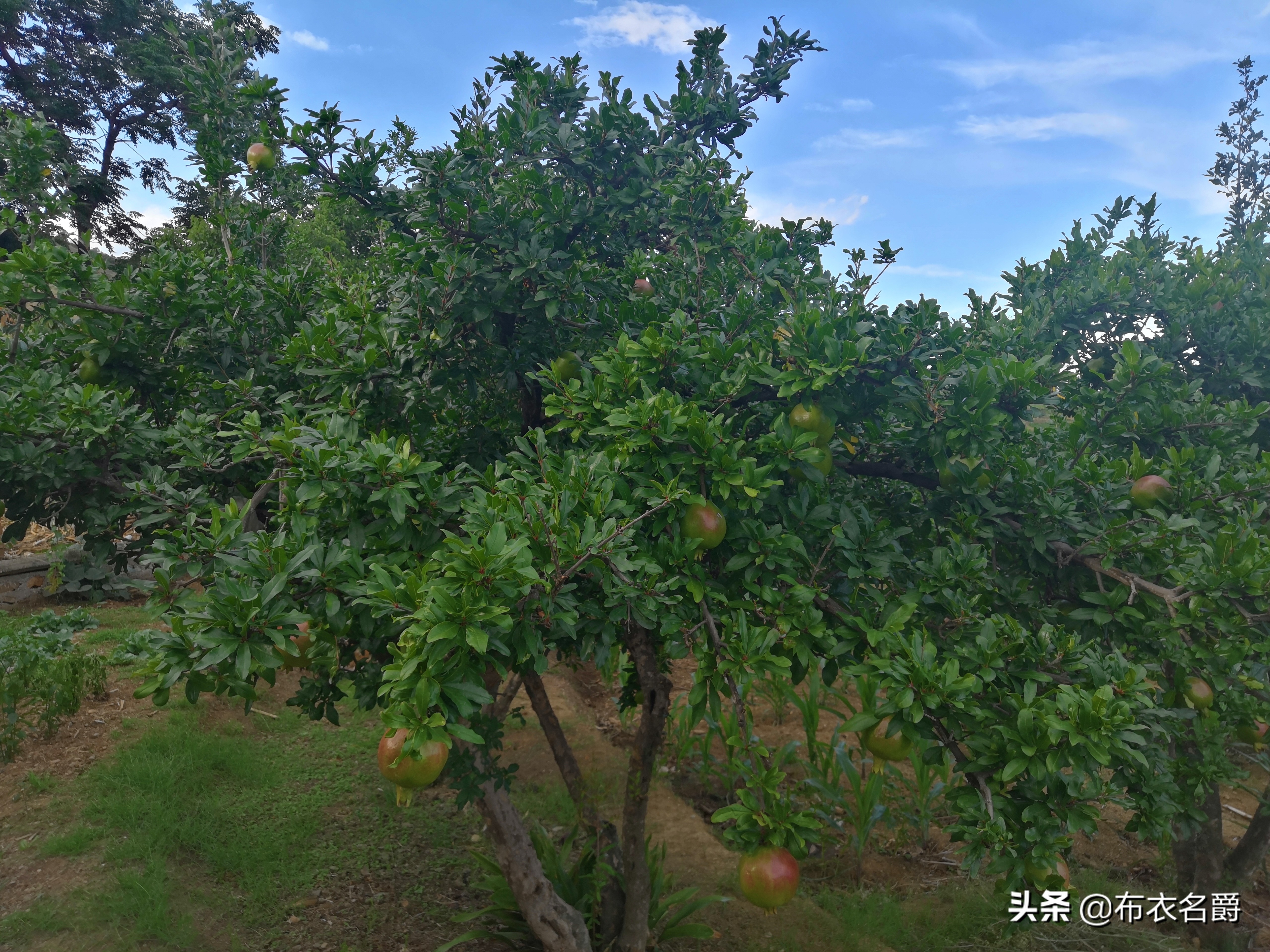 兽医讲座视频治疗牛病,兽医免疫知识