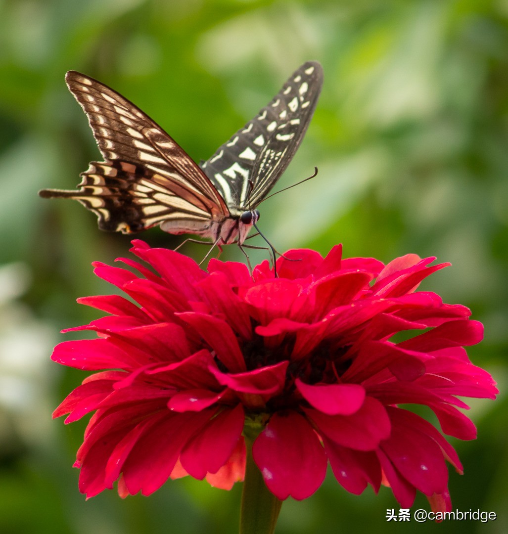 动词十六种时态语态思维导图,动词时态与语态讲解和练习题